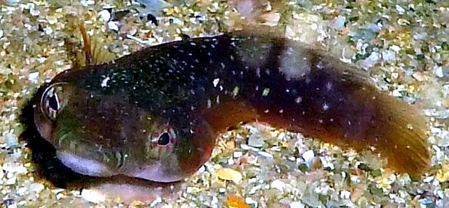 Lepadogaster candolii_0025